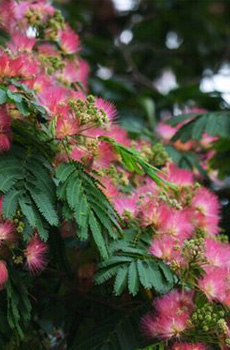 如蜜桃般香甜的合欢花 花朵唯美图片