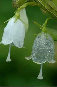 淋雨后花朵会变透明化 植物唯美图片