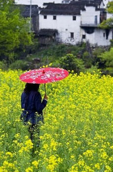 愿你我在花的海洋中徜徉 花朵小清新图片